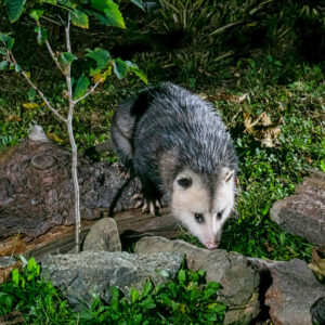 A gray furred, Virginia opossum (Didelphis virginiana) searches for a snack along some shrubbery at night